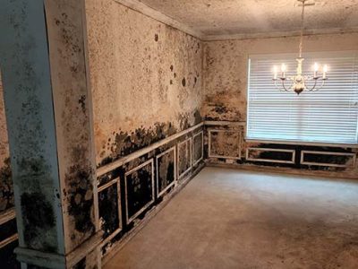 Home Interior Mold Restoration