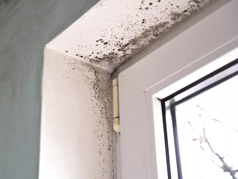 mold remediation